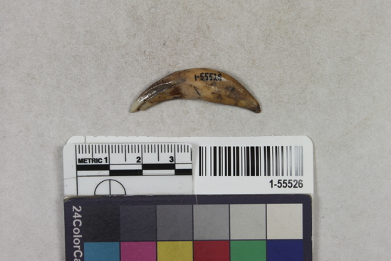 Hearst Museum object titled Tooth, accession number 1-55526, described as Mammal tooth