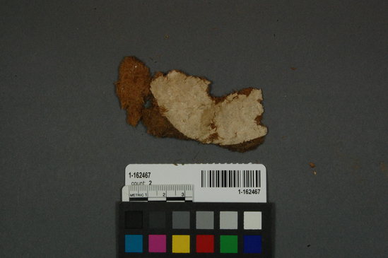 Hearst Museum object titled Wood pulp product fragment, accession number 1-162467, described as wood fiber fragment