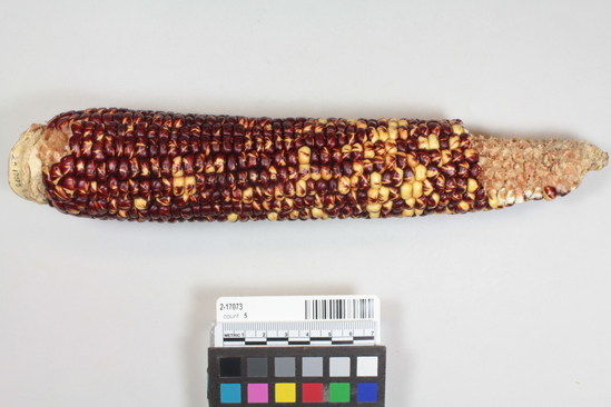 Hearst Museum object titled Corn cob, accession number 2-17073, described as 5 ears of corn. Red, blue and yellow mixed.