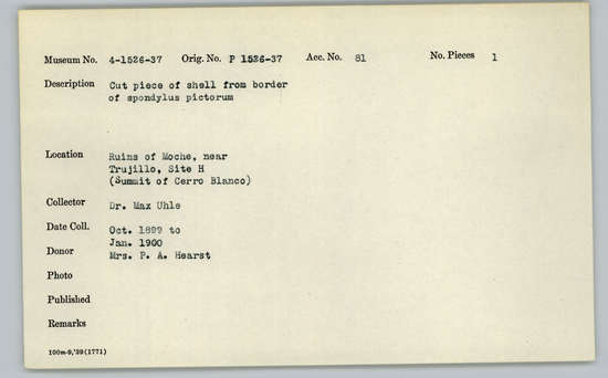 Documentation associated with Hearst Museum object titled Cut shell piece, accession number 4-1529, described as Cut piece of shell from border of Spondylus pictorum.