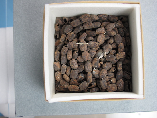 Hearst Museum object 2 of 15 titled Kola nuts, accession number 6-4859, described as Beads; mass of lenticular beans