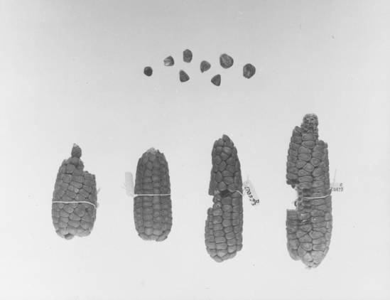 Hearst Museum object titled Black-and-white negative, accession number 15-13358, described as Four ears of maize, eight kernels