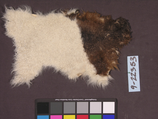 Hearst Museum object titled Sheep skin sample, accession number 9-22353, described as tanned, hair-on; kid or lamb skin.  repaired as needed.  white with brown.