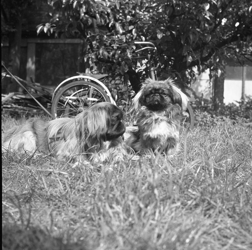 Hearst Museum object titled Black-and-white negative, accession number 15-31660.1, described as Black-and-white negative, Cambridge, England, 1958