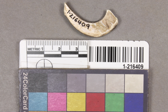 Hearst Museum object titled Fishhook fragment, accession number 1-216409, described as Curved abalone shell fish hook fragment.