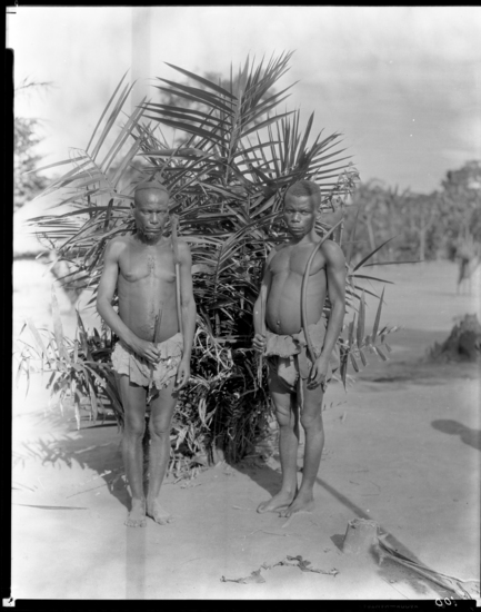 Hearst Museum object titled Black and white negative, accession number 15-32673, described as 8 x 10" Negative. Belgian Congo. Image depicts two pygmies with their bows. Hoefler's original description: "Typical Ifi pygmies. Belgian Congo. Fully equipped for war or for the hunt. These brave and cunning dwarfs will stalk to within a few feet of an elephant and with their short knifes will hamstring the huge animal and then while it is helpless, one stands guard while others run to the nearest villages and by means of the drums call the clans together. Meeting at the hapless elephant they spear him to death, then amid high carnival they feast and dance day and night until the entire carcass has been devoured. Two pygmy men of the Ituri forest. They are fully equipped for the hunt. These brave dwarfs will stalk to within a few feet of an elephant and by means of a short knife will hamstring the huge animal, then while it is helpless, they spear it to death. After the kill the drums sound the call through the dark forest places and the clan collects from far and near to feast until all the flesh has been devoured."