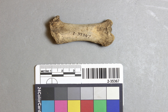 Hearst Museum object 5 of 11 titled Mammal bone, accession number 2-35367, described as Sea otter right femur, juvenile