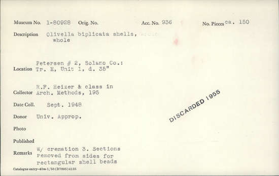 Documentation associated with Hearst Museum object titled Shell, accession number 1-80928, described as Olivella biplicata, whole. Sections removed from sides for rectangular shell beads.