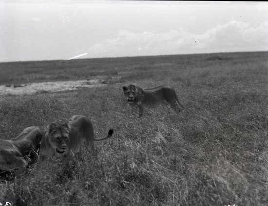 Hearst Museum object titled Black and white negative, accession number 15-32316, described as 4" x 5" Negative. Three lions stalking their prey, a topi that ran off.  Hoefler's original description: "A troop of lions on the hunt. They have seen a lone topi some distance away and are trying to stalk it, using only grass for cover. The topi discovered them, however, and took to his heels in ample time. The animals of Africa play a life-long game of hide and seek, with life or death as the prize."