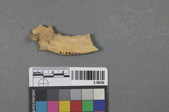 Hearst Museum object titled Mammal bone, accession number 2-36030, described as Sea otter mandible fragment.