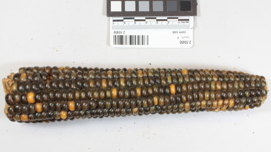 Hearst Museum object titled Corn cob, accession number 2-10450, described as Ear of corn, blue, a few white and yellow grains.