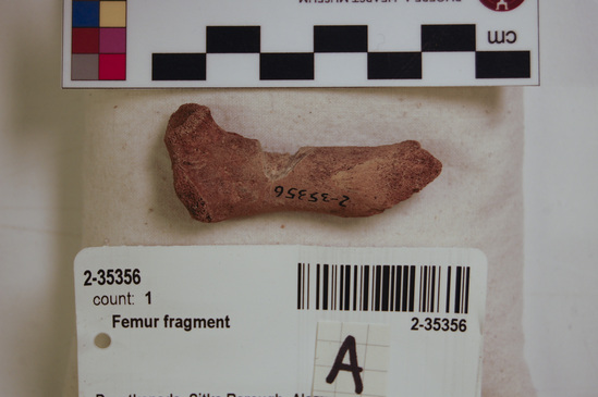 Hearst Museum object 3 of 6 titled Mammal bone, accession number 2-35356, described as Sea otter juvenile richardii femur; fragment