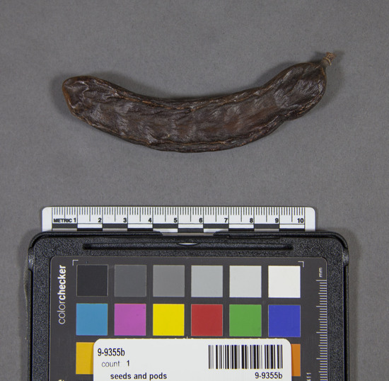 Hearst Museum object 1 of 2 titled Pod, accession number 9-9355b, described as Carob pod (Ceratonia siliqua): dark brown;  length 11 cm. Part of a collection of carob seeds, pods and wheat grains to illustrate the derivation of the jeweler's carat from carob seeds, Arabic qirat, from Greek keration.  The seeds were formerly the standard jeweler's weight in the Near East and Moslem world. The old traditional mithqal gold coin on Moslem countries has a weight of 24 carob seeds.  Likewise, gold alloys are rated in 24ths, i.e. 10 carat gold is 10/24 fine gold.  The carat was and is divided into 4 carat grains (wheat).  The pods are sugary and serve as food for men and livestock.