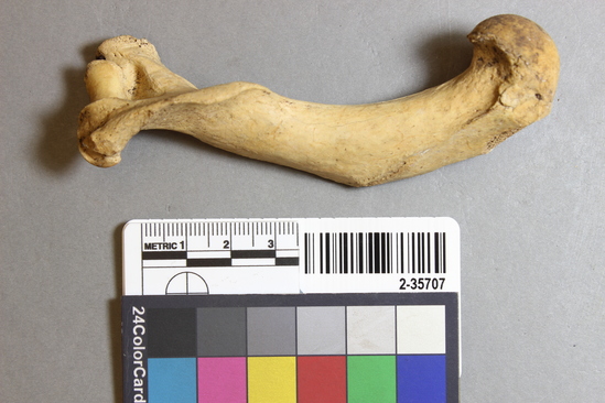 Hearst Museum object titled Mammal bone, accession number 2-35707, described as Sea otter, right humerus.