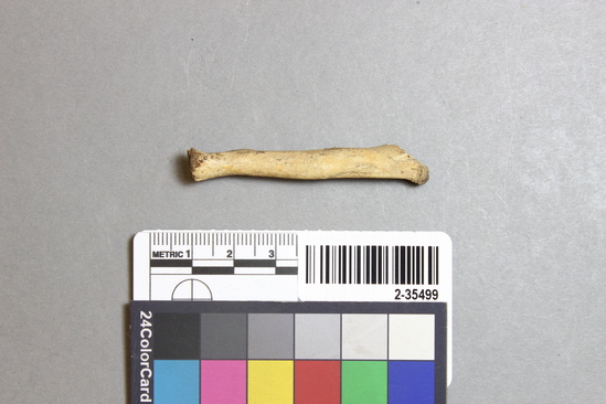 Hearst Museum object titled Mammal bone, accession number 2-35499, described as Sea otter, juvenile, right ulna