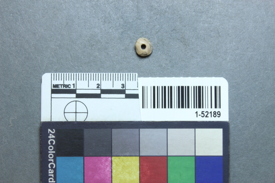 Hearst Museum object titled Bead, accession number 1-52189, described as Olivella, disc.