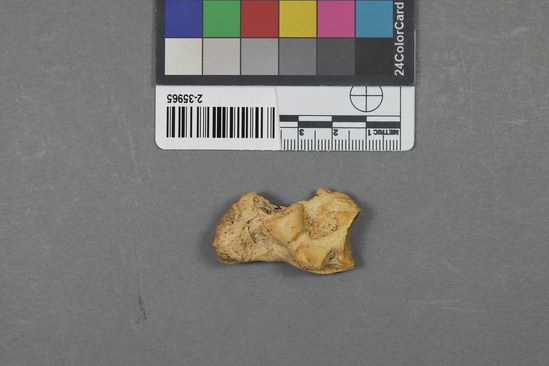 Hearst Museum object titled Mammal bone, accession number 2-35965, described as Sea otter, calcaneum/calcaneus.