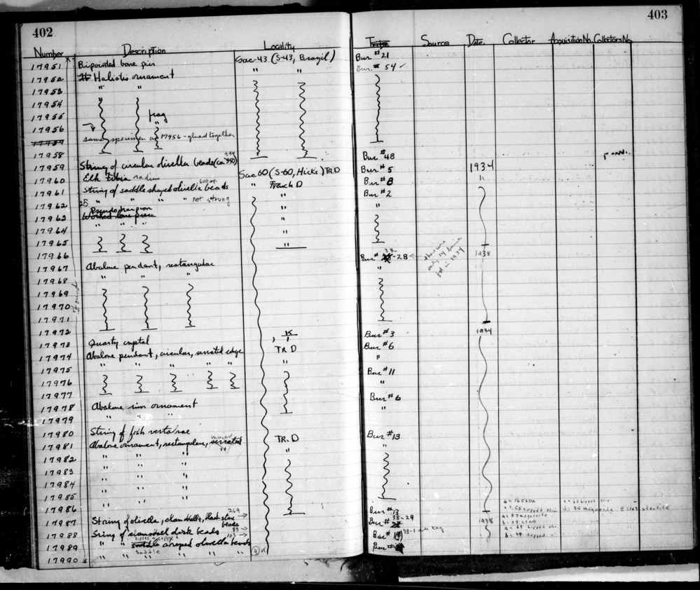 Documentation associated with Hearst Museum object titled Beads, accession number L-17962, described as String of saddle shaped olivella beads"; "not strung" added in pencil. F2 olivella saddle beads