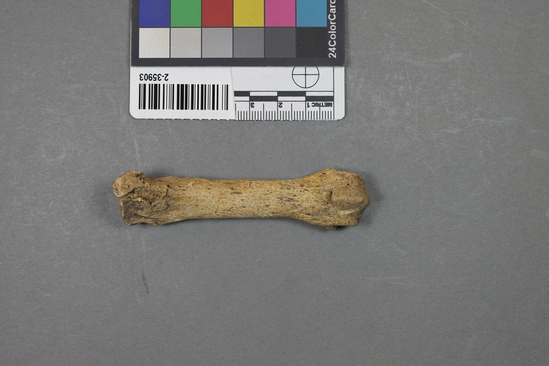 Hearst Museum object 1 of 4 titled Mammal bone, accession number 2-35903, described as Bear metapodial.