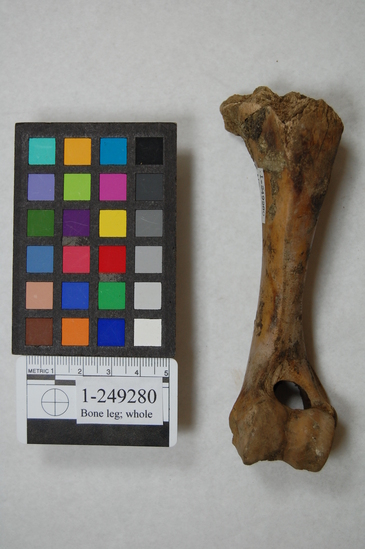 Hearst Museum object titled Faunal remains, accession number 1-249280, described as Juvenile humerus with saw and hack marks