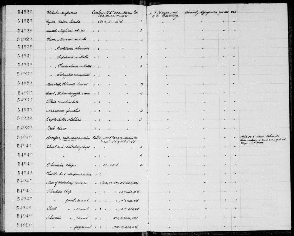 Documentation associated with Hearst Museum object titled Shell, accession number 1-54934, described as Moonshell, Polinices lewisii.