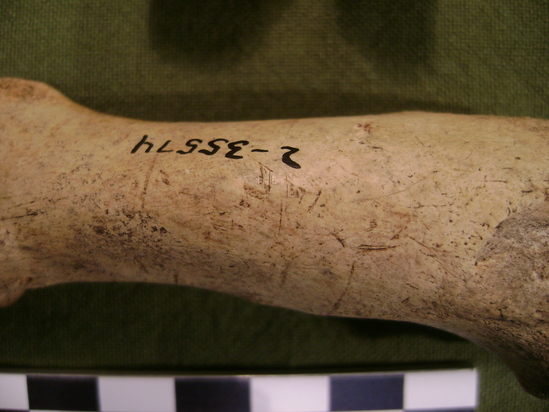 Hearst Museum object 12 of 21 titled Mammal bone, accession number 2-35574, described as Sea otter, left femur.