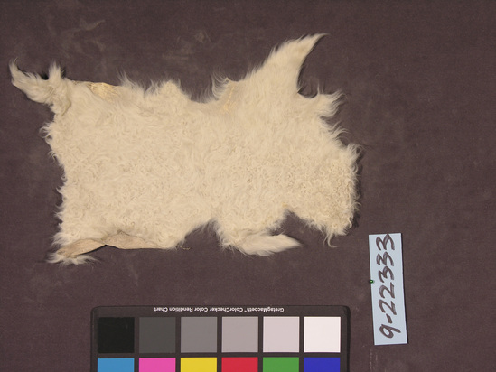Hearst Museum object titled Sheep skin sample, accession number 9-22333, described as tanned, hair-on; kid or lamb skin.  repaired as needed. all white.