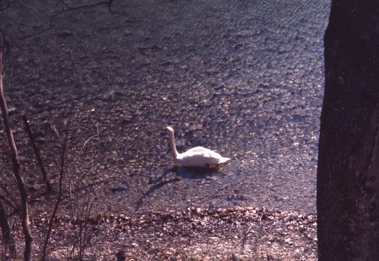 Hearst Museum object titled Color slide, accession number 25-27456, described as White goose