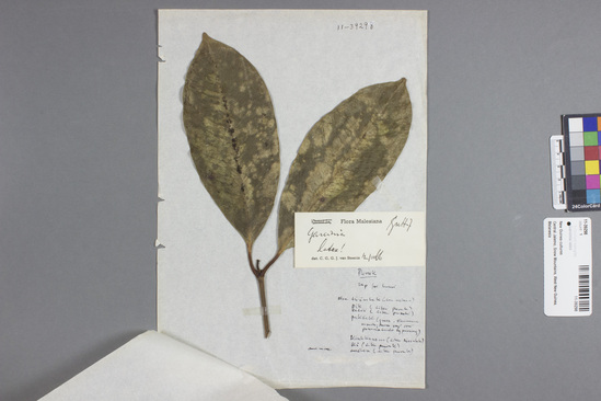 Hearst Museum object titled Herbarium specimen, accession number 11-39298, described as Botanical sample; Garcinia latex. From the Flora Malesiana project.