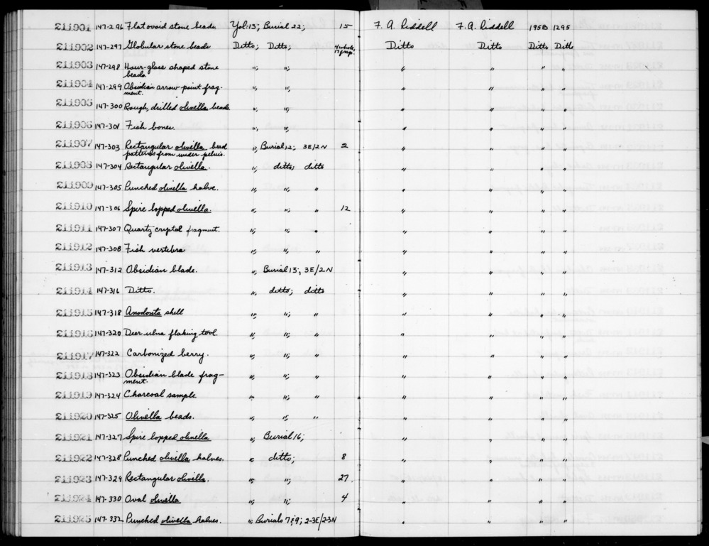 Documentation associated with Hearst Museum object titled Shell fragments, accession number 1-211925, described as Punched olivella halves, not counted. Notice: Image restricted due to its potentially sensitive nature. Contact Museum to request access.