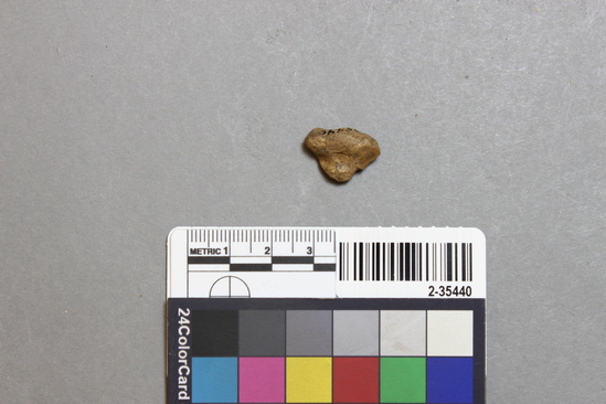 Hearst Museum object titled Mammal bone, accession number 2-35440, described as Sea otter tarsal