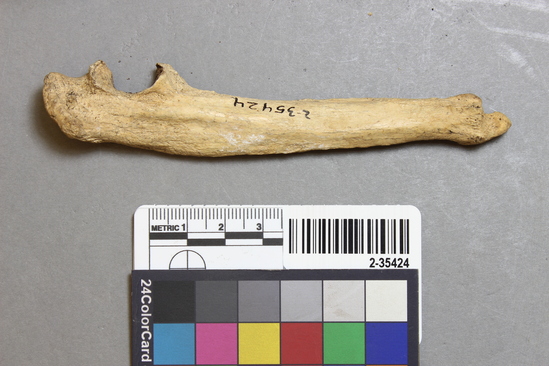 Hearst Museum object titled Mammal bone, accession number 2-35424, described as Sea otter left ulna