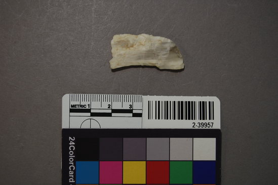 Hearst Museum object titled Stone tool fragment, accession number 2-39957, described as Artifact fragment