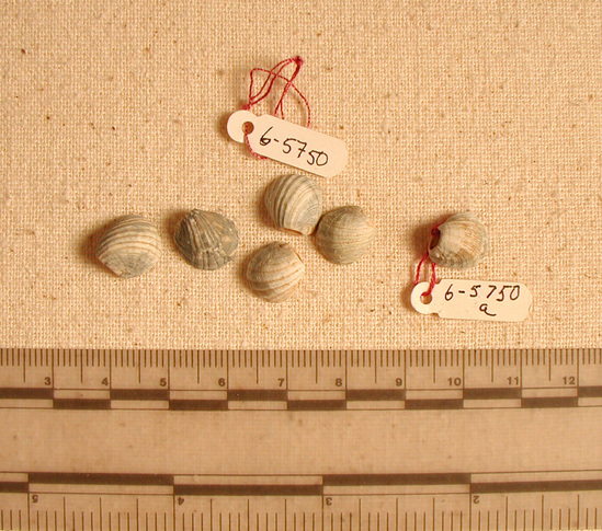 Hearst Museum object titled Beads, accession number 6-5750, described as Beads: shells pierced for stringing