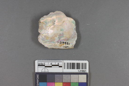 Hearst Museum object titled Shell fragment, accession number 1-219921, described as Worked ? abalone shell fragment.