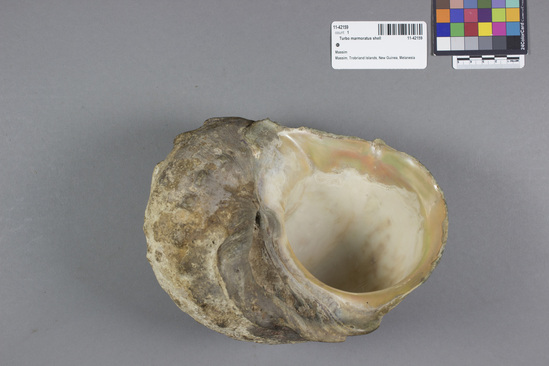 Hearst Museum object titled Shell, accession number 11-42159, described as Shell trumpet. Turbo marmoratus shell. L. 21 cm; W. 16 cm.