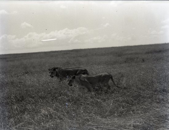 Hearst Museum object titled Black and white negative, accession number 15-32329, described as 4" x 5" Negative. Two lions walk towards the left amidst grass. Hoefler's original description: "Two lions."