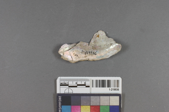 Hearst Museum object titled Shell fragment, accession number 1-219936, described as Worked.