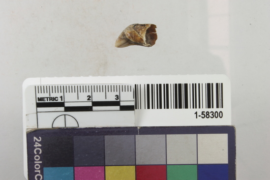 Hearst Museum object 1 of 2 titled Tooth, accession number 1-58300, described as Coyote or wolf