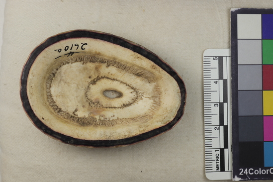 Hearst Museum object titled Samples, accession number 4-2610a, described as Sea shell.