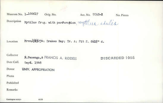 Documentation associated with Hearst Museum object titled Shell fragment, accession number 1-100617, described as Mytilus, with perforation.  "mytilus edulis" added in pen.