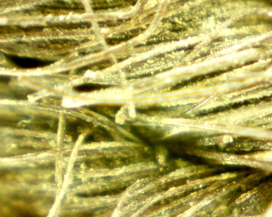 Hearst Museum object 33 of 72 titled Sling, accession number 4-5094, no description available.