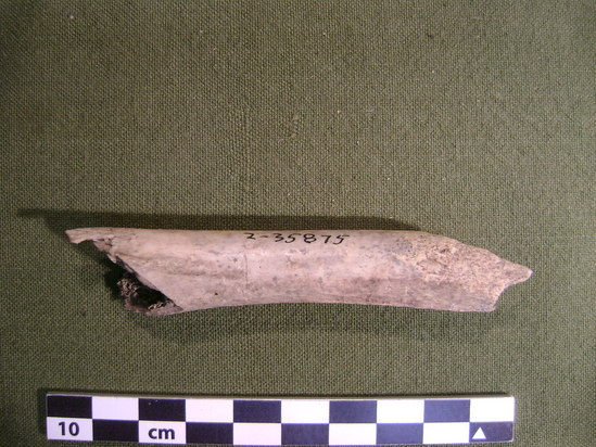 Hearst Museum object titled Mammal bone, accession number 2-35875, described as Canis lupis ? Femoral diaphysis.