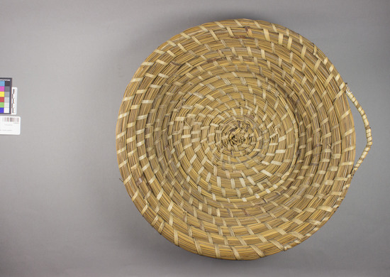 Hearst Museum object 3 of 3 titled Basket, accession number 2-58329, described as Deep, basin-shaped. One handle. Foundation: Thick coiled bundles of Juncus romerianus (black rush; commonly called "bulrush" or "rushel". Binder: "serenoa repens" or "saw palmetto". Split cane (?) sewing strands.