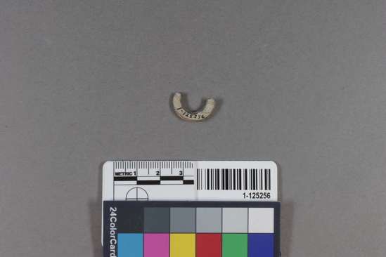 Hearst Museum object titled Fishhook, accession number 1-125256, described as Mussel shell fishhook.