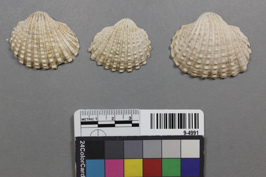 Hearst Museum object titled Shell, accession number 9-4991, described as Anadaria tricenicosta