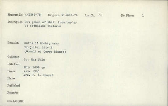 Documentation associated with Hearst Museum object titled Cut shell piece, accession number 4-1569, described as Cut piece of shell from border of Spondylus pictorum.