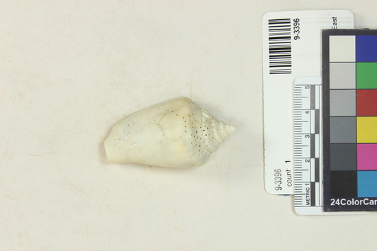 Hearst Museum object titled Shell, accession number 9-3396, described as Strombus shell