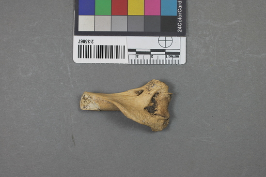 Hearst Museum object titled Mammal bone, accession number 2-35867, described as Sea otter, left humerus fragment.