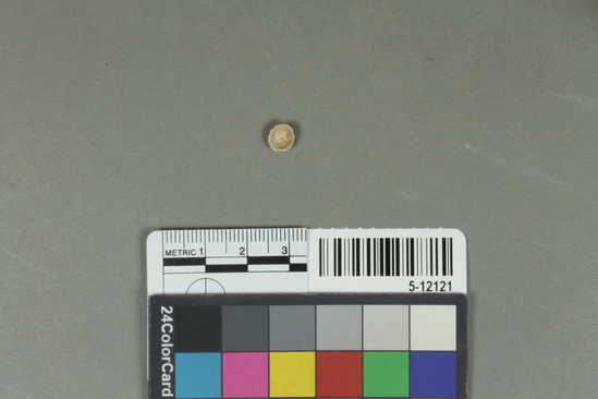 Hearst Museum object titled Seeds, accession number 5-12121, described as Seeds, Africa; Mali, Tilemsi Valley, Karkarichinkat; Nord; Sample 2B; 0-10 cms depth February, 1972. 5-12121, acc no. 3001. Collector: Andrew Smith. Donor: University appropriation. Attributions of dates, culture and use: Neolithic, 2200 to 1360 B.C. Description: Seeds- Coltis integrifolia. Published: Smith, Andrew; Adrar Bous and Karkarichinkat: examples of post-Paleolithic human adaptation in the Saharan and Sahel zones of West Africa. Unpublished doctoral dissertation, U.C. Berkeley, June, 1974